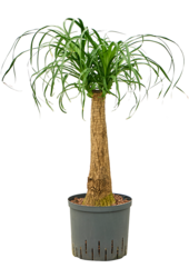 Hydroplant Beaucarnea Recurvata