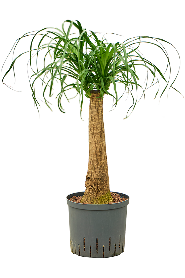 Hydroplant Beaucarnea Recurvata