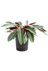 Hydroplant Calathea Triostar