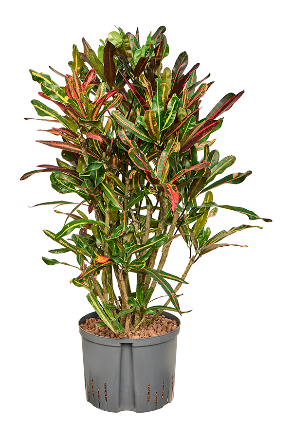 Hydroplant Croton (Codiaeum) Variegatum Mammi