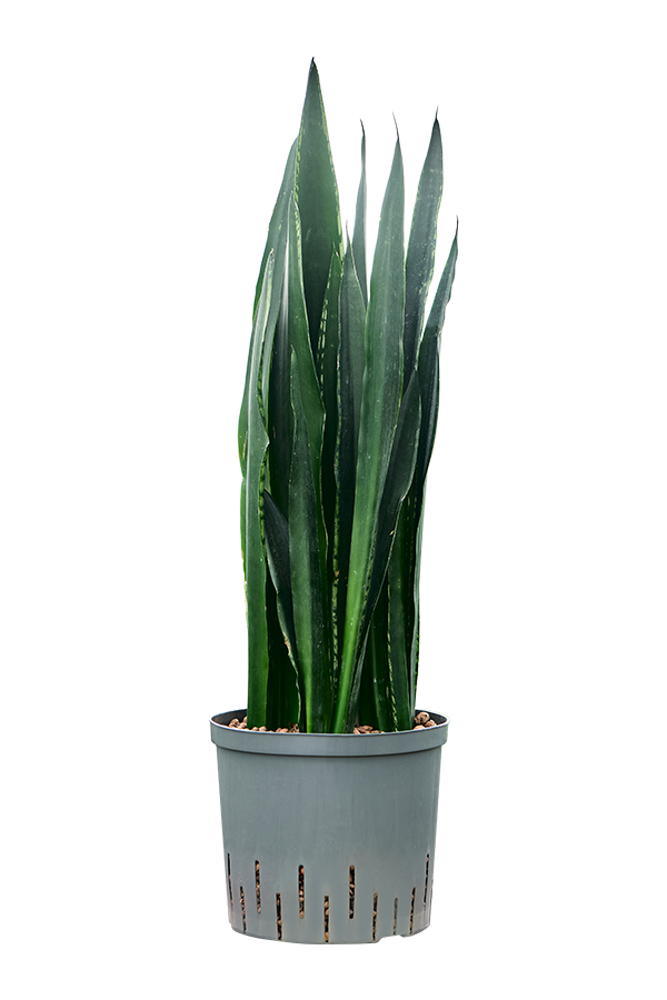 Hydroplant Sansevieria Trifasciata Black Tiger