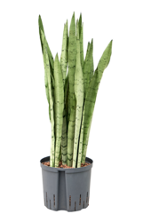 Hydroplant Sansevieria Trifasciata Silver Mist