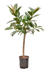 Hydroplant Ficus Elastica Melany