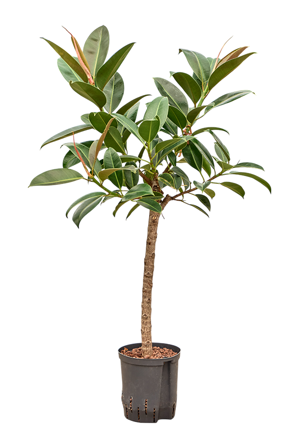 Hydroplant Ficus Elastica Melany