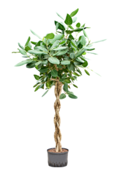 Hydroplant Ficus Benghalensis Audrey