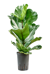 Hydroplant Ficus Lyrata