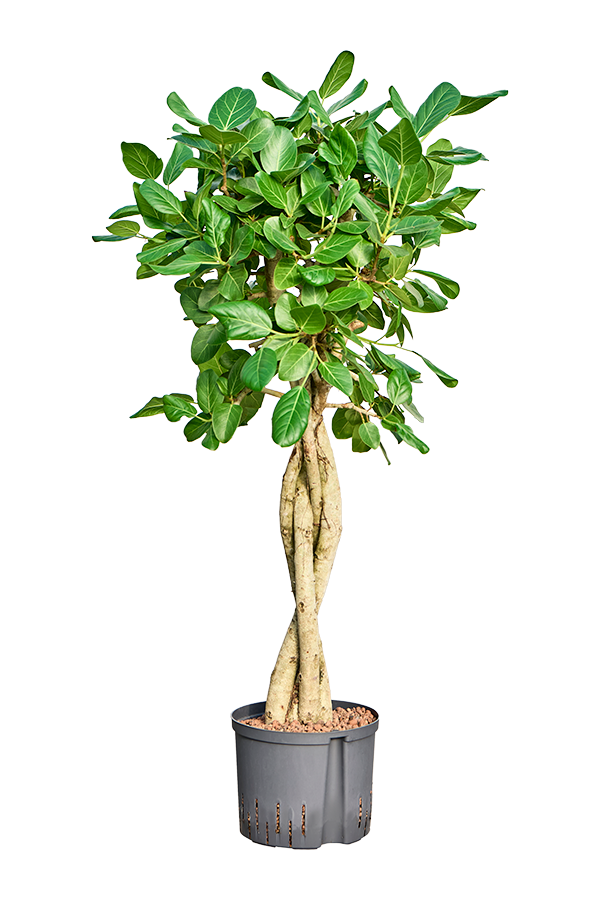 Hydroplant Ficus Benghalensis Audrey