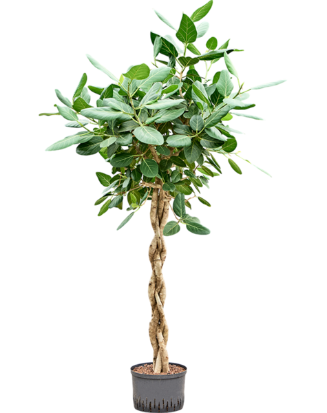 Hydroplant Ficus