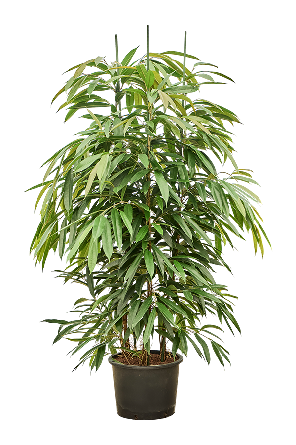 Hydroplant Ficus Binnendijkii Amstel King