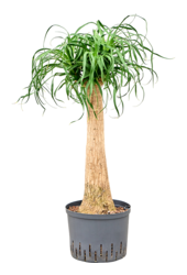 Hydroplant Beaucarnea Recurvata