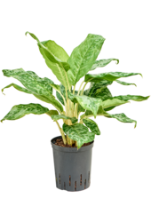 Hydroplant Aglaonema Pavo Real