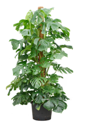 Hydroplant Monstera Deliciosa