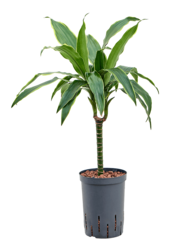 Hydroplant Dracaena Fragrans Arturo
