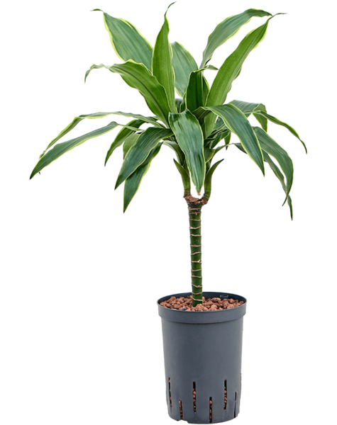 Hydroplant Dracaena