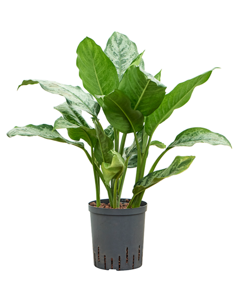 Hydroplant Aglaonema