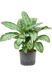 Hydroplant Aglaonema Chantal