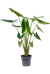 Alocasia Zebrina