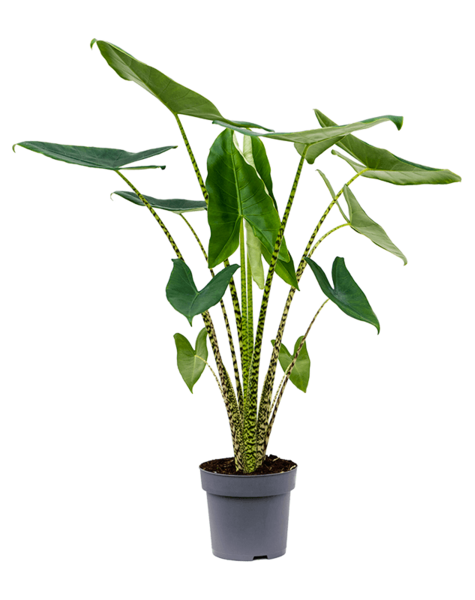 Alocasia