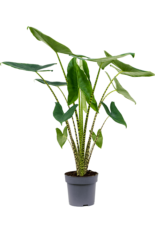 Alocasia Zebrina