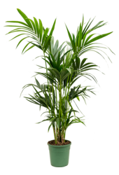 Kentia (Howea) Forsteriana