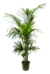 Kentia (Howea) Forsteriana