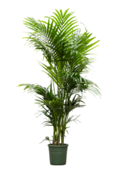 Kentia (Howea) Forsteriana