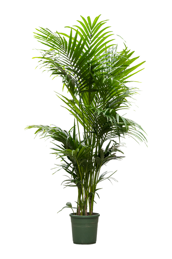 Kentia (Howea) Forsteriana