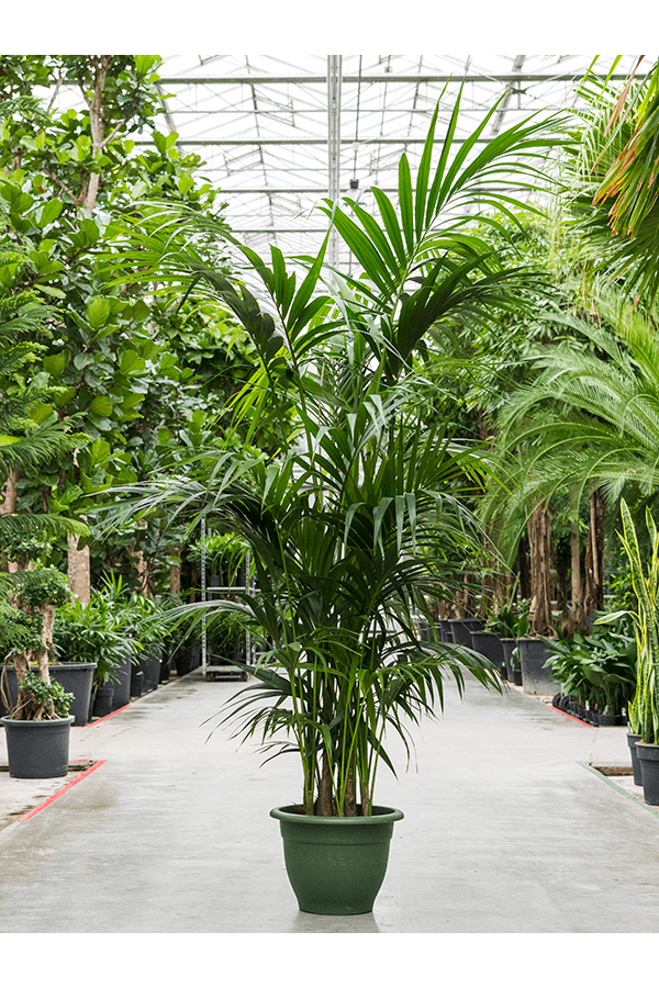 Kentia (Howea) Forsteriana