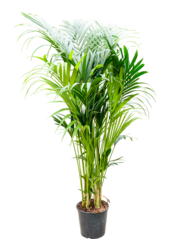 Kentia (Howea) Forsteriana