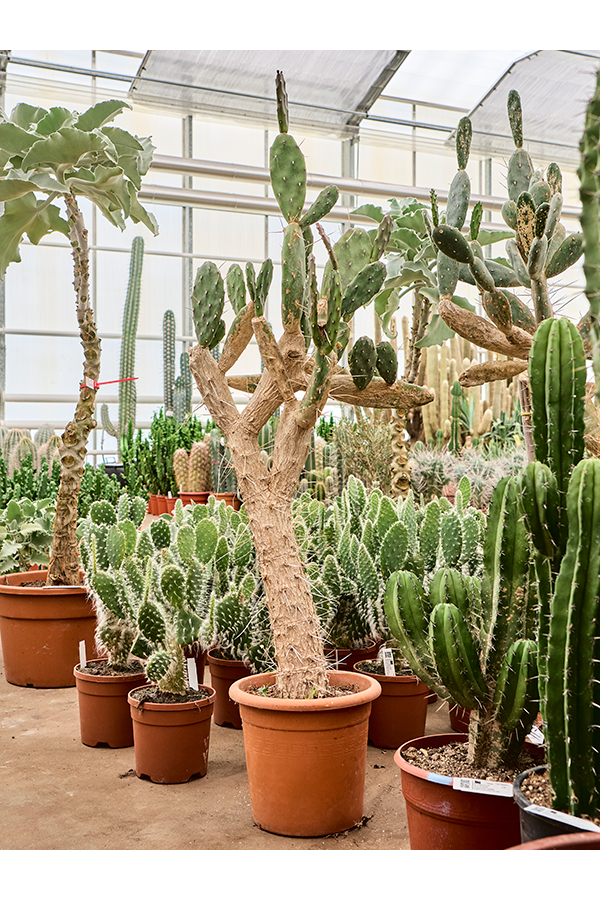 Opuntia Quitensis