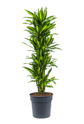 Dracaena Fragrans Cintho