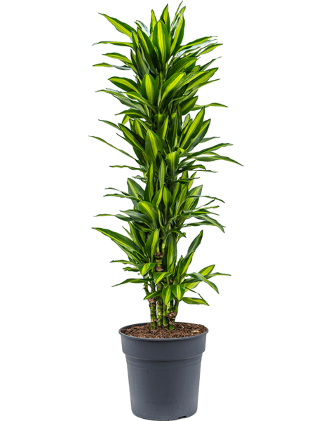 Dracaena