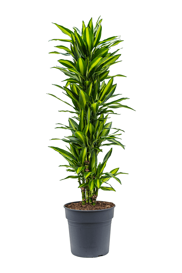 Dracaena Fragrans Cintho