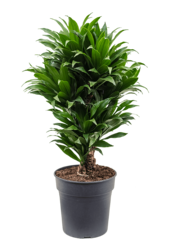Dracaena Fragrans Compacta