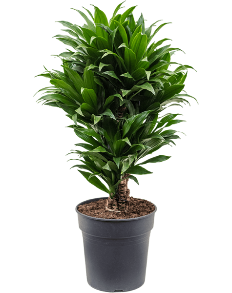 Dracaena