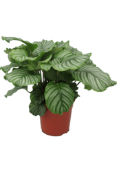 Calathea Orbifolia