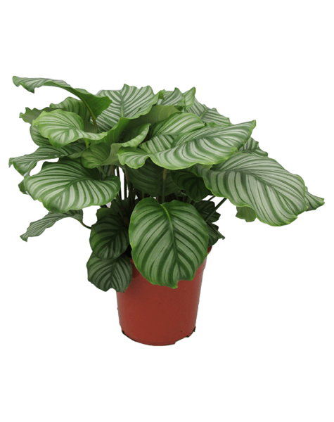 Calathea