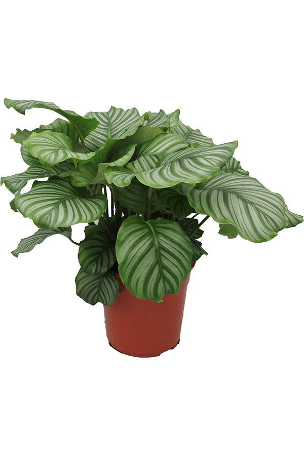 Calathea Orbifolia