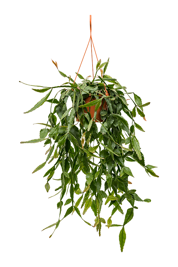 Rhipsalis Elliptica
