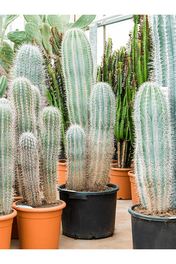 Pachycereus Pringlei (120-140)