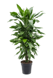 Dracaena Fragrans Janet Lind