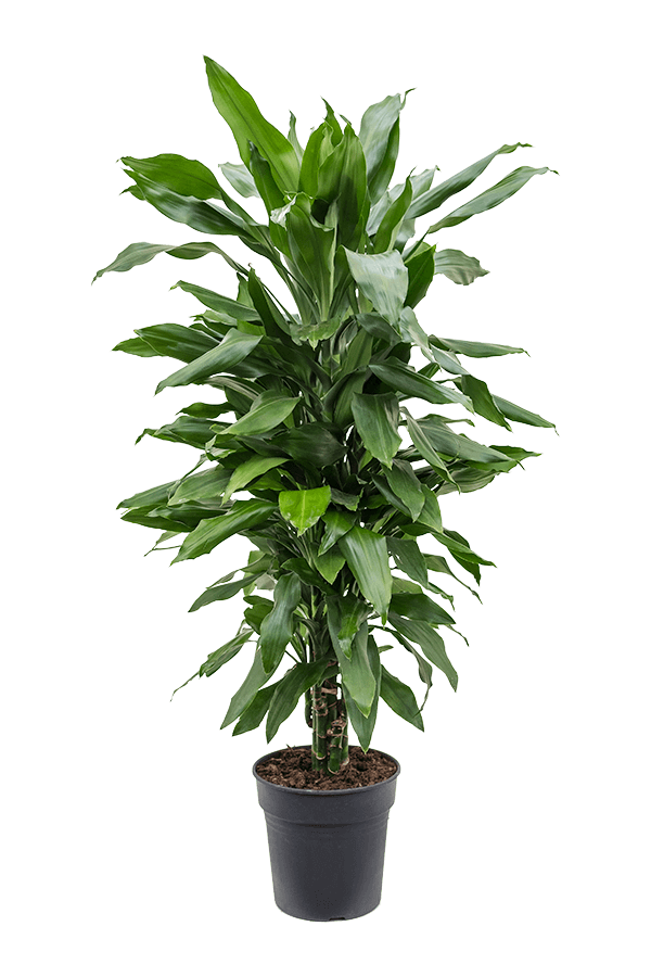 Dracaena Fragrans Janet Lind
