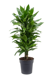 Dracaena Fragrans Janet Lind