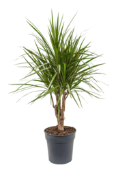 Dracaena Marginata