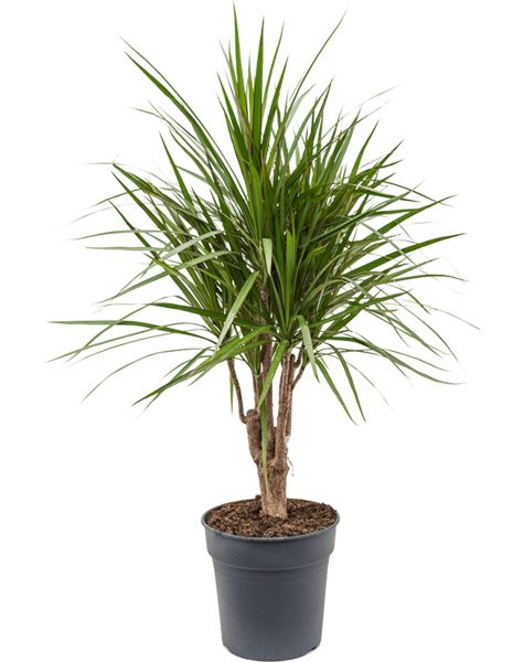 Dracaena