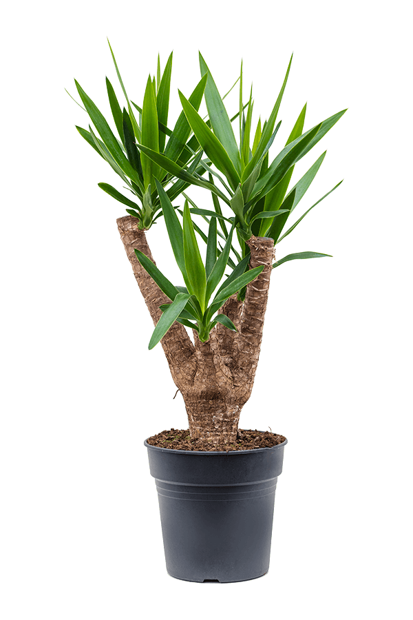 Yucca Elephantipes
