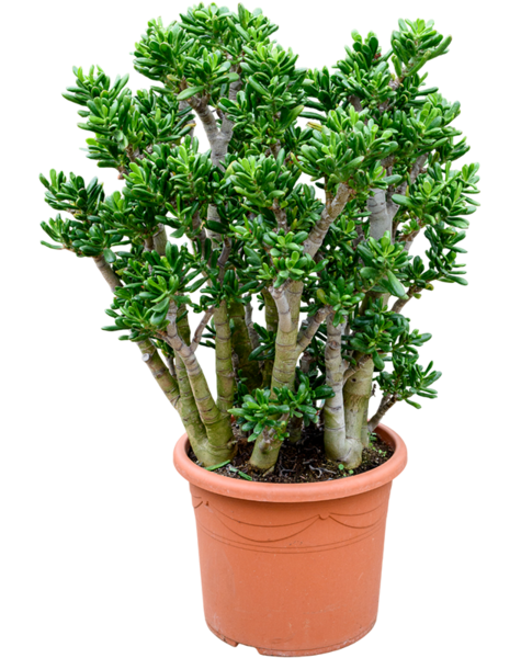Crassula