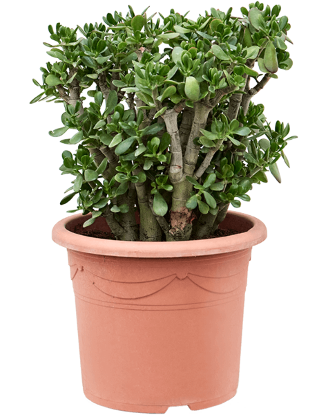 Crassula
