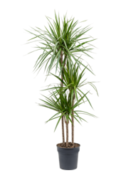Dracaena Marginata