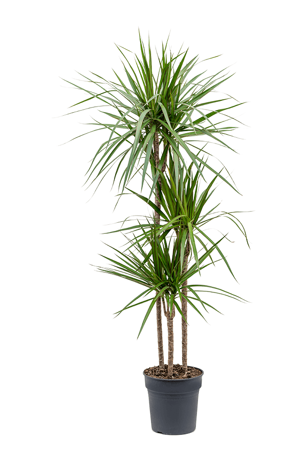 Dracaena Marginata